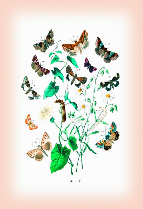 Moths: Zethes Insularis de 