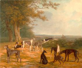 Nine Greyhounds in a Landscape Signed