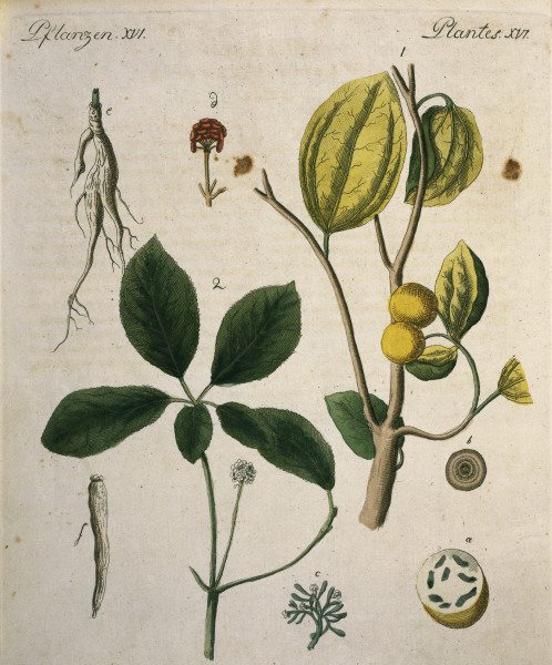Nux Vomica and Ginseng / Bertuch 1792 de 