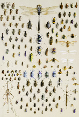 One Hundred And Fifty Insects, Dominated At The Top By A Large Dragonfly de 