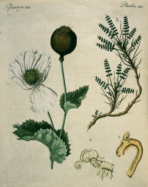 Opium Poppy and Astragalus / Bertuch de 