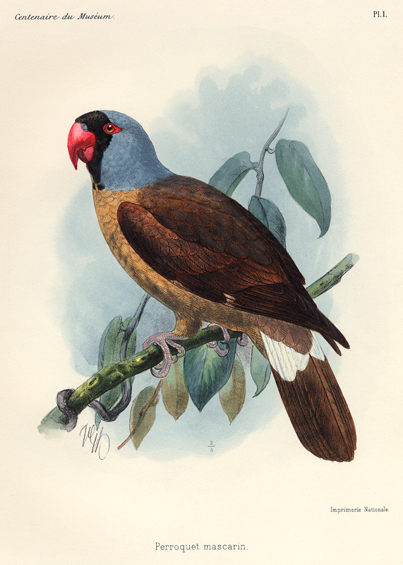 Perroquet mascarin. (Réunion-Sittich – Mascarinus mascarinus). de 