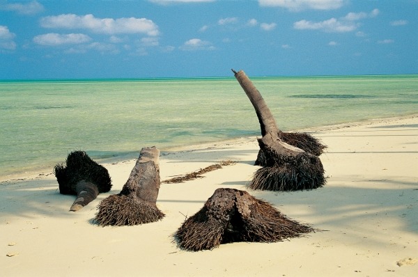 Palm trees trunk on sand, Bangaram (photo)  de 
