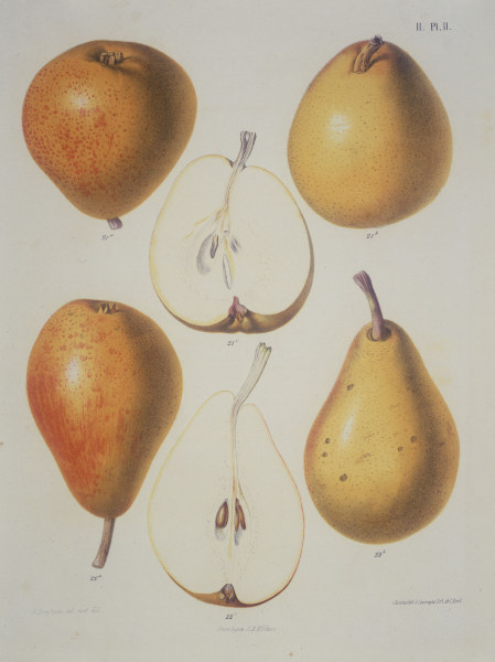 Pear / Colour lithograph de 