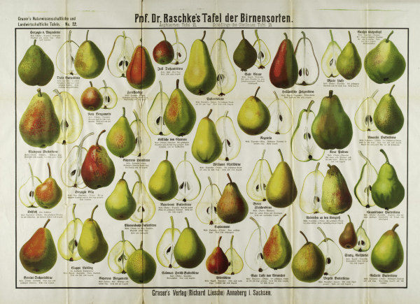 Pears / Graser s panel de 