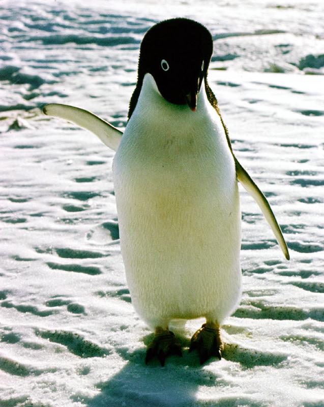 penguin on the ice floe de 