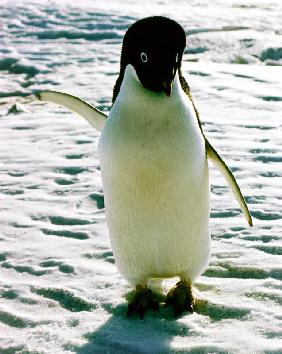 penguin on the ice floe