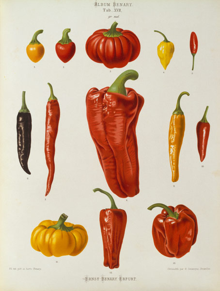Pepper, Album Benary / Colour lithograph de 