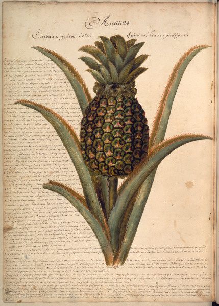 Pineapple / Plumier / Drawing / 1688 de 