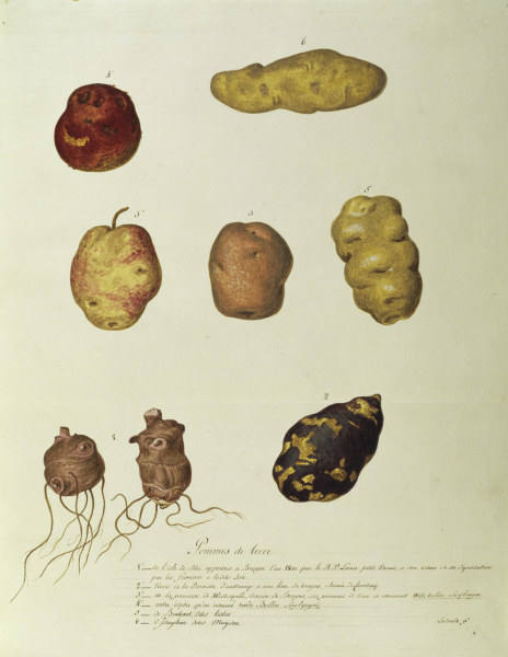 Potato, Règne Végétal / Gouache de 