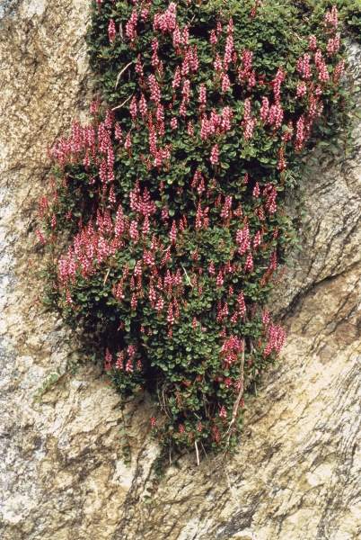 Rose Carpet Knotweed (Bistorta vaccinifolia Polygonum vaccinifolium) (photo)  de 