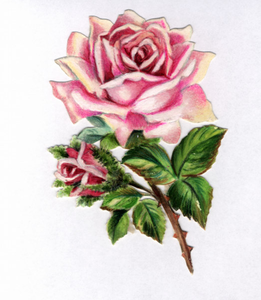 Rose sticker / 20th century de 