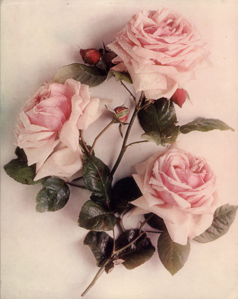 Roses / Photo c.1910 de 