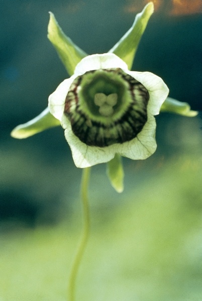 Roundleaf Asiabell (Codonopsis rotundifolia) (photo)  de 