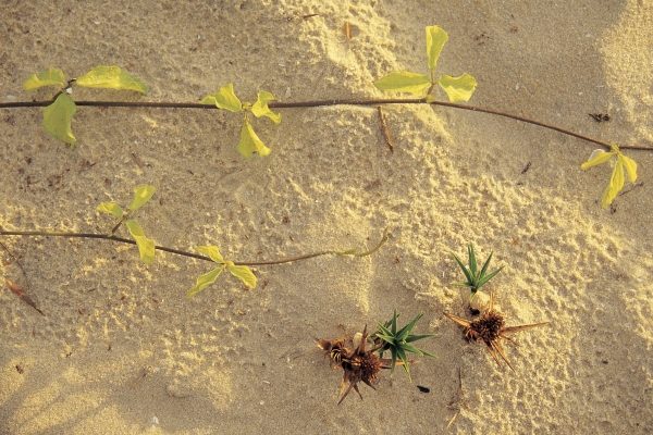 Sea creeper sesulium Trifoliatum and spinifax germinating on sand Mararikulam (photo)  de 