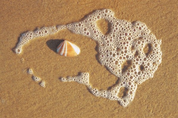 Sea foam and shell on sand near Vishakapatnam (photo)  de 