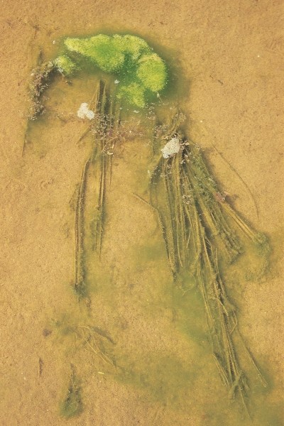 Sea plant algae under low tide water, Vishakapatnam (photo)  de 