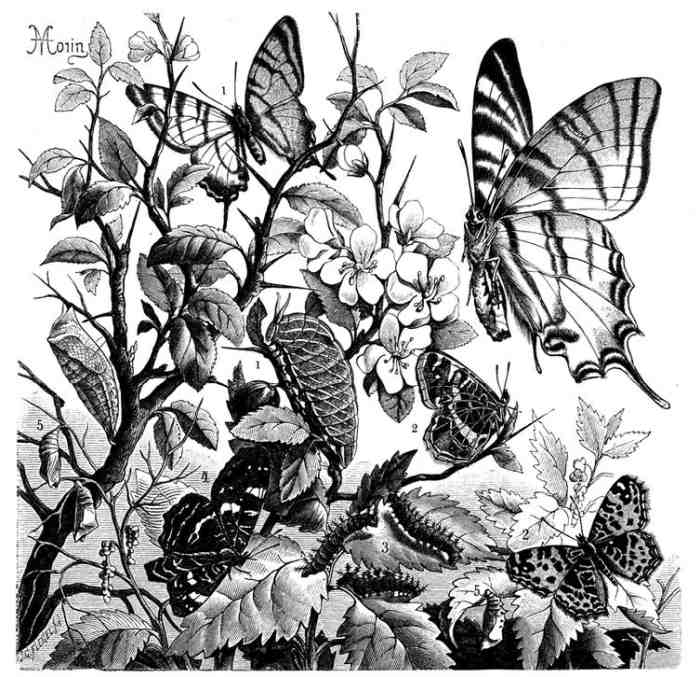Segelfalter, Papilio podalirius de 