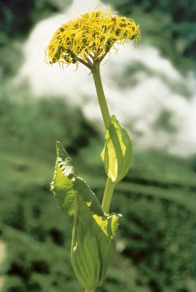 Sheathing Groundsel (Ligularia ampexicaulis) (photo)  de 