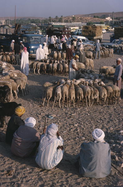 Sheeps market (photo)  de 