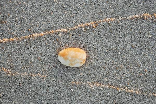 Shell with high tide mark of sand catching light of setting sun (photo)  de 