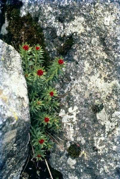 Sikkim Stonecrop (Rhodiola crenulata Sedum crenulatum) (photo)  de 