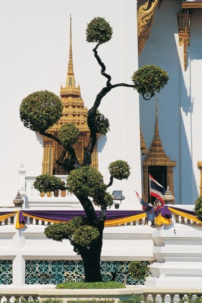 Small tree at Buddha temple (photo)  de 