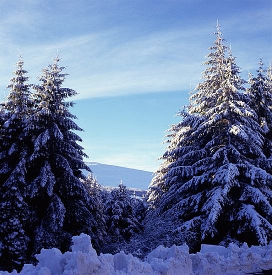 Snow-Covered Fir Trees on the Wicklow Mountains de 