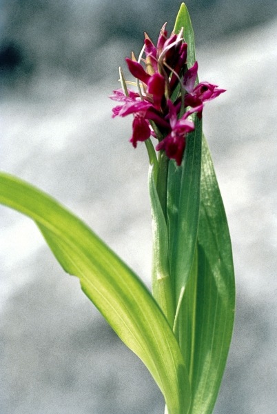 Spotted Heath Orchid (Dactylorrhiza hatagirea Orchis lalifolia) (photo)  de 