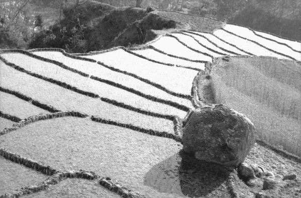 Step fields of rice, Eastern Nepal (b/w photo)  de 