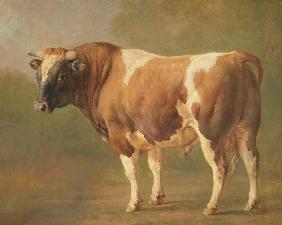 Study of a Bull