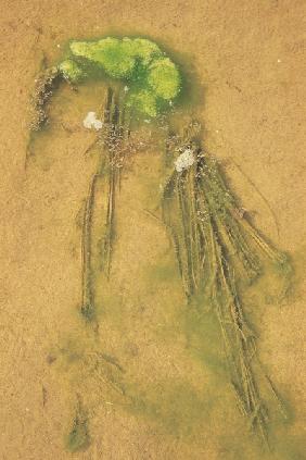 Sea plant algae under low tide water, Vishakapatnam (photo) 
