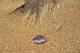 Seashell and sand pattern (photo) 