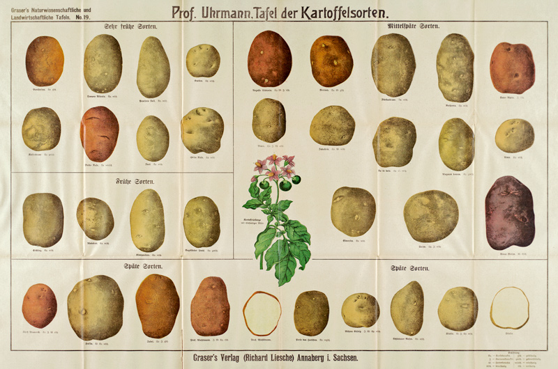 Tafel der Kartoffelsorten / Graser s de 
