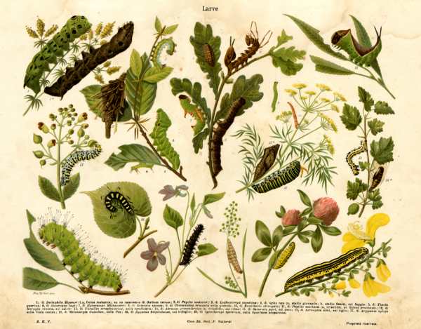 Table illustrating some insect larvae de 