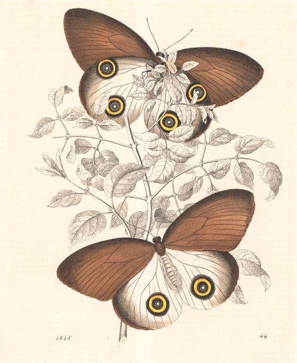 Taenaris urania butterfly (previously Papilio jairus) de 