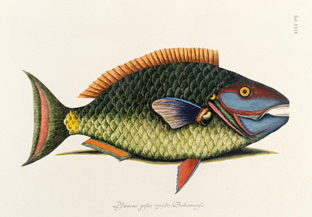 The Parrot Fish de 