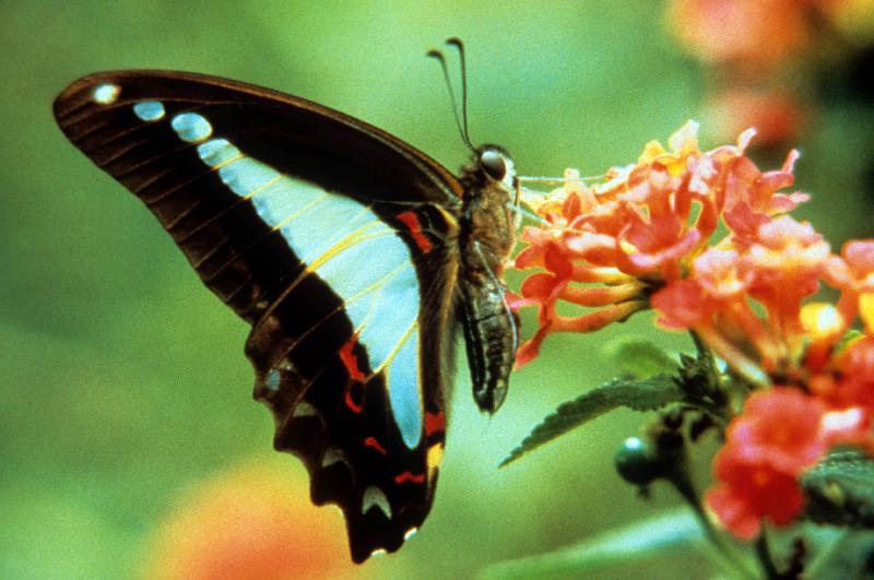 To be a Butterfly Papillon de 
