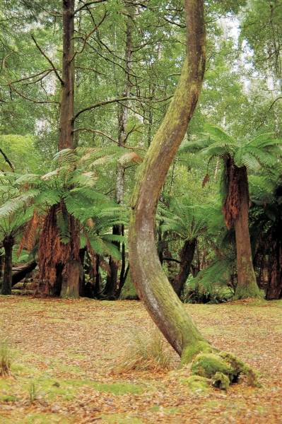 Tree ferns, Mt Field National Park (photo)  de 