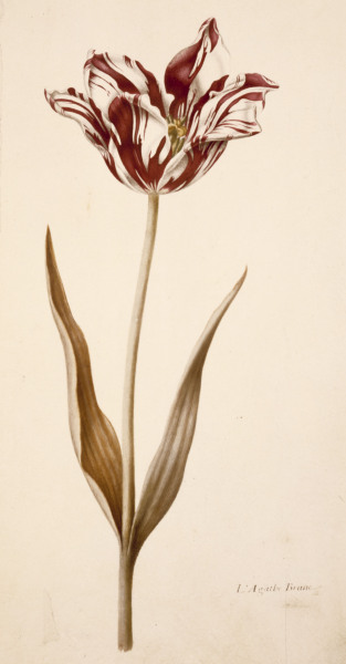 Tulip / Miniature by Nicolas Robert de 