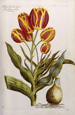 Tulips de 