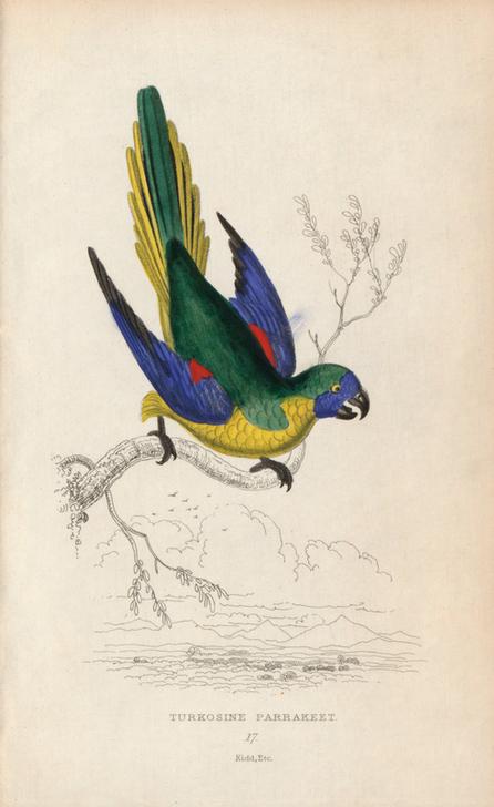 Turquoise parrot, Neophema pulchella. Turkosine parrakeet de 