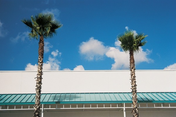Two straight palms and intersecting roof of shopping complex (photo)  de 