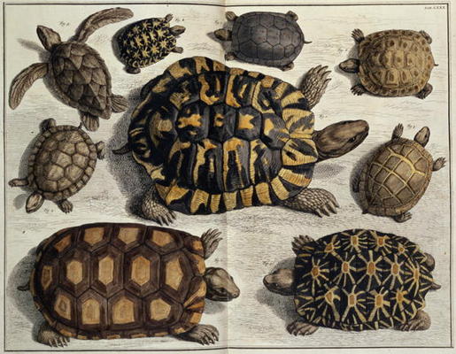Turtles: from Albert Seba's Locupletissimi Rerum Naturalium, c.1750 (hand coloured engraving) de 