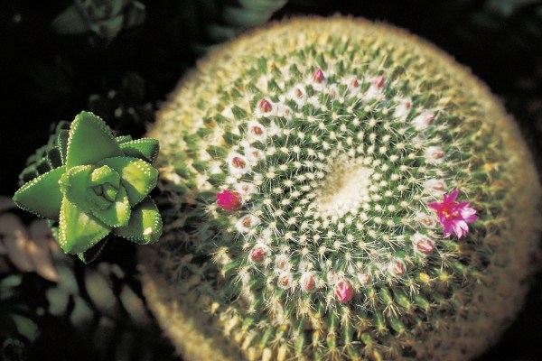Unusual cactus formation with red flower (photo)  de 
