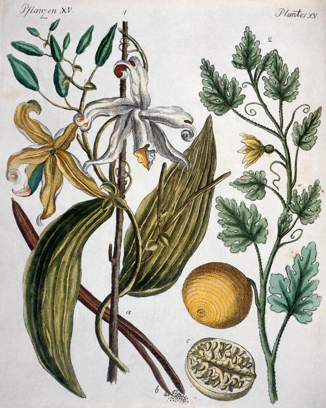 Vanilla and Coloquinth / Bertuch 1792 de 