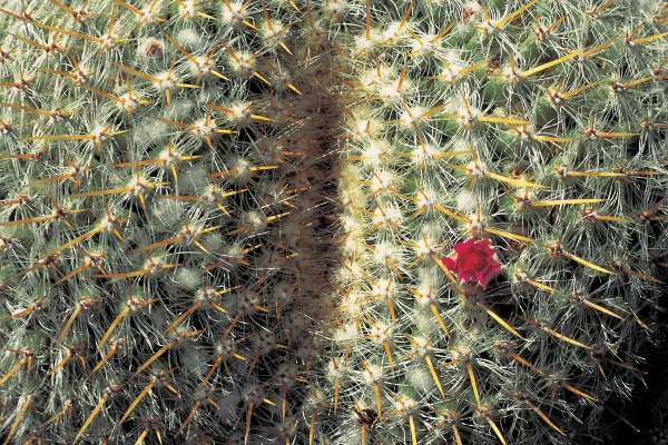 Very unusual cactus formation with red flowers (photo)  de 