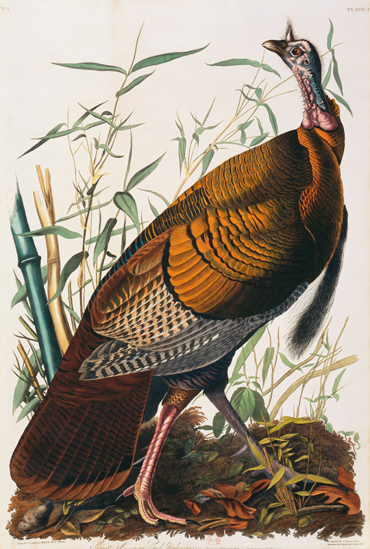 Wild Turkey, Male (Meleagris Gallopavo) From ''The Birds Of America'' By John James Audubon (1785-18 de 