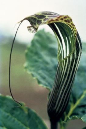 Wallich''s Snake Lily (Arisaema propinguum Schott) (photo) 