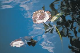Water lily leaves and reflection of clouds in unknown lake (photo) 